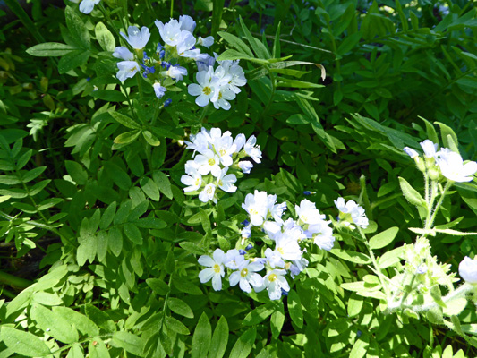 Showy Polemonium (Polemonium pulcherrimum)