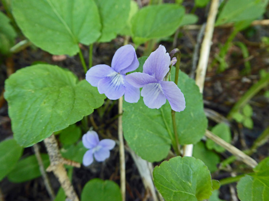 Hooked Violets (Viola adunca)