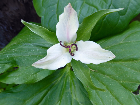 Western Trilliums (Trillium ovatum)
