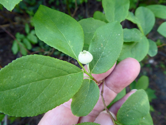 Huckleberry flower