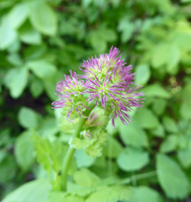 Female Western Meadow Rue (Thalictrum occindentale)