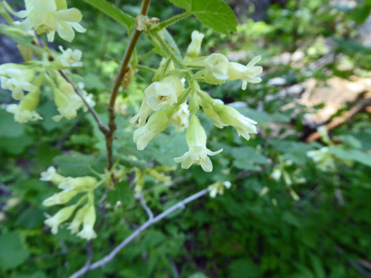 Sticky Currants (Ribes viscosissimum)