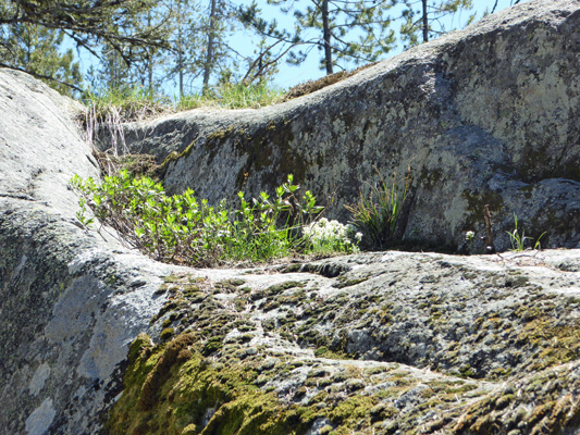 Mountain Pennycress (Noccaea montana) 