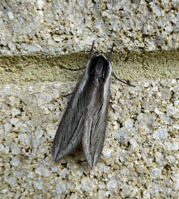 Large moth Huckleberry campground