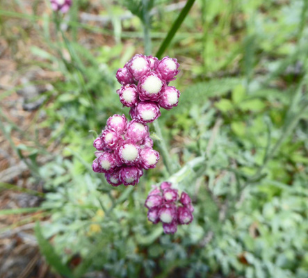 Rosy Pussytoes (Antennaria rosea)