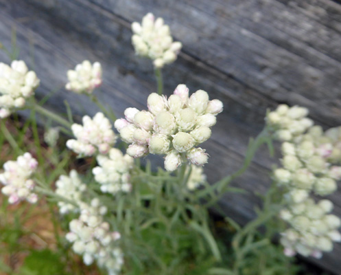 pussytoes (Antennaria)