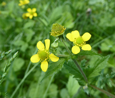 Biennial Cinquefoil (Potentilla biennis)