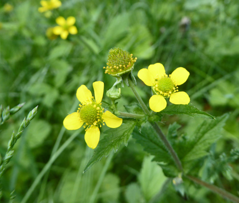  Biennial Cinquefoil (Potentilla biennis)