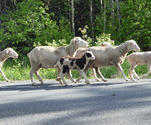 Spotted lamb