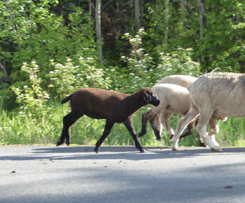 brown lamb