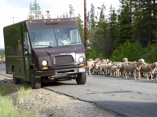 UPS truck stuck in sheep jam