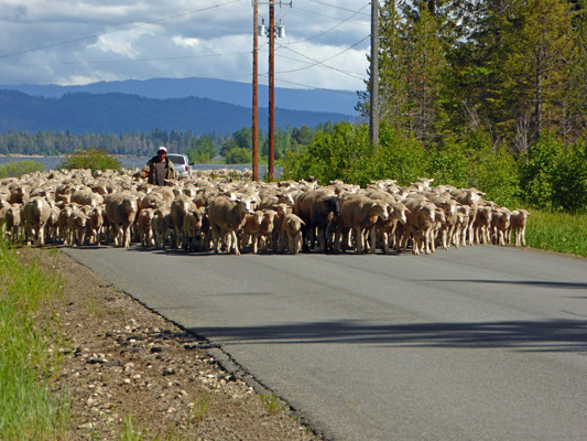 Sheep on the road Donnelly ID