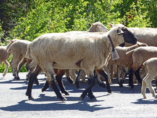 Lead ewe with bell