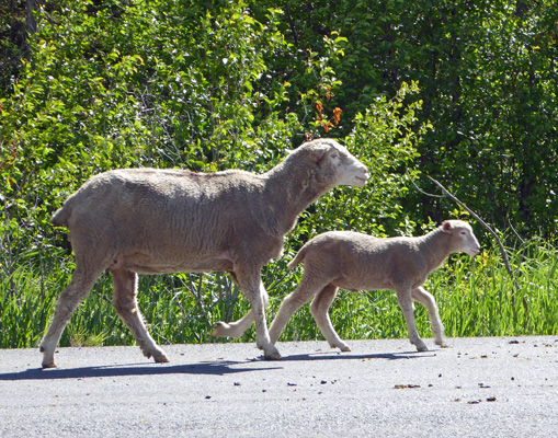 Lamb and ewe