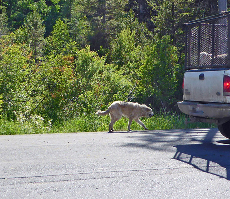 Sheep dog behind truck