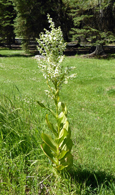 False Hellebore (Veratrum californicum)