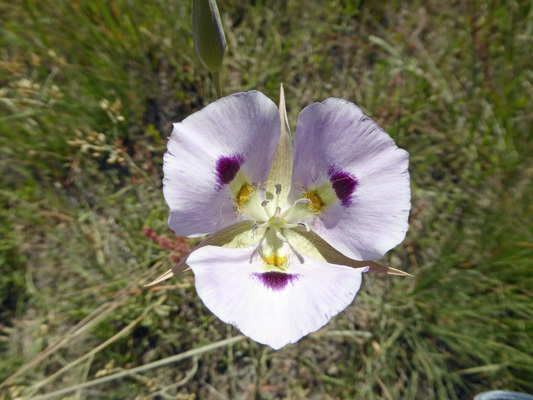 White Mariposa Lilies (Calochortus eurycarpus)