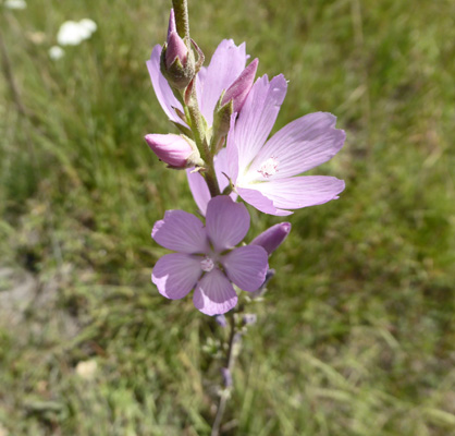 Oregon Checkermallow (Sidalca oregona)