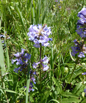 Taper-leaf Penstemon (Penstemon attenuatus)