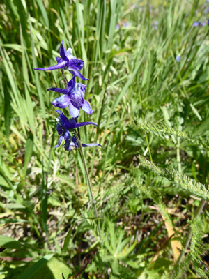 Upland Larkspur (Delphinium nuttallianum)