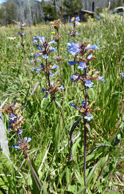 Wilcox's Penstemon (Penstemon wilcoxii)