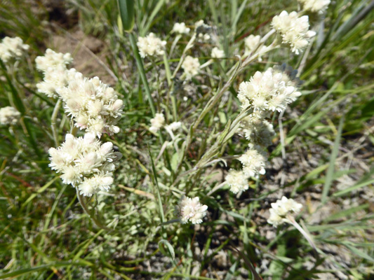 Pearly Everlasting (Anaphalis margaritacea)