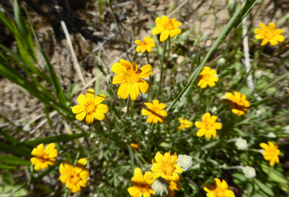 Common Eriophyllum (Eriophyllum lanatum)