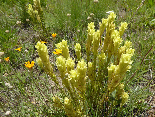 Cusick's Indian Paintbrush (Castilleja cusickii)