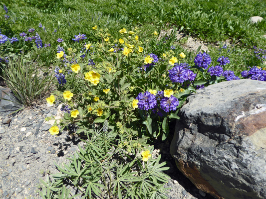 Penstemon and Mountain Meadow Cinquefoil (Potentilla diversifolia)