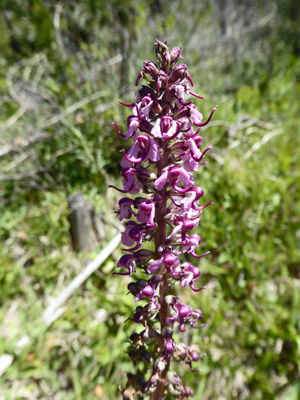 Elephant Heads (Pedicularis groenlandica)