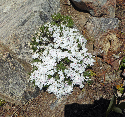 Spreading Phlox (Phlox diffusa)