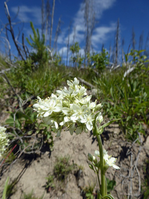 Foothill Death Camas (Toxicoscordion paniculatum)