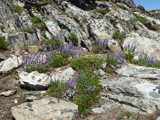 Penstemon and buckwheat