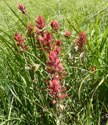 Scarlet Paintbrush (Castilleja miniata)