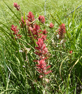 Scarlet Paintbrush (Castilleja miniata)