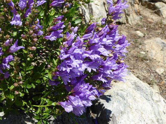 Shrubby Penstemon (Penstemon fruticosus)