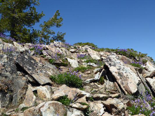 Penstemon and buckwheat