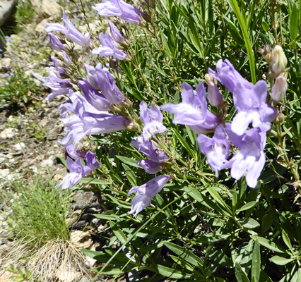 Shrubby Penstemon (Penstemon fructicosus)