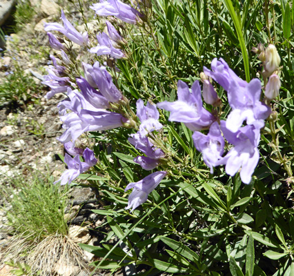 Shrubby Penstemon (Penstemon fructicosus)