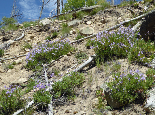 Shrubby Penstemon (Penstemon fructicosus)