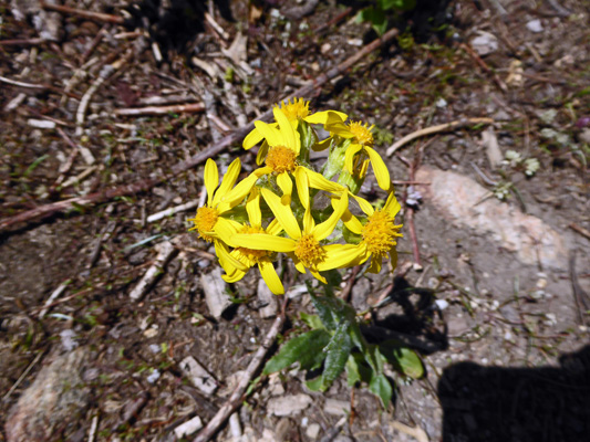 Ballhead Ragwort (Senecio sphaerocephalus)