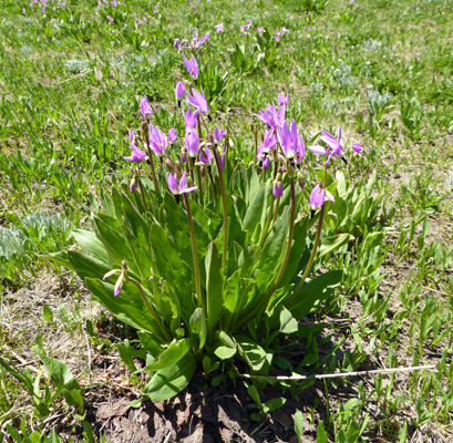 Jeffrey's Shooting star (Dodecatheon jeffreyi)