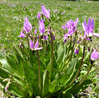 Jeffrey's Shooting star (Dodecatheon jeffreyi)