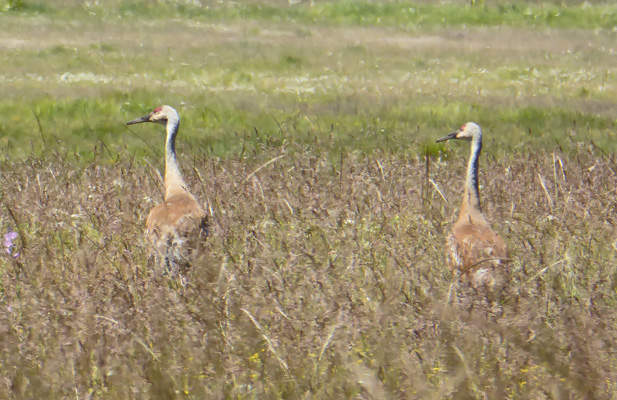 Sandhill Cranes Lake Cascade ID