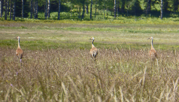 Sandhill Cranes Lake Cascade ID