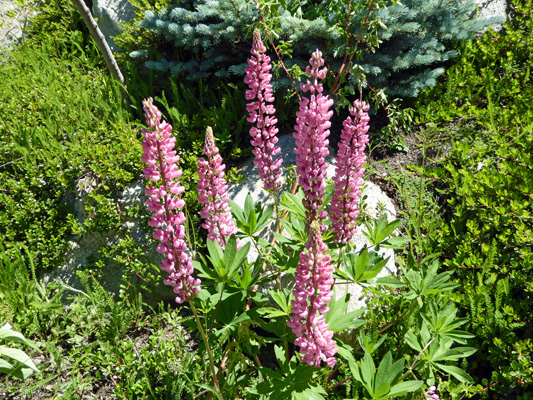 Pink lupine