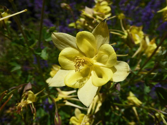 Yellow Columbine