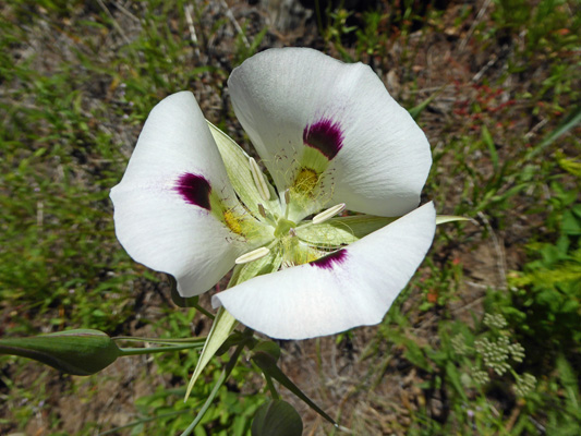 White Mariposa lilies (Calochortus eurycarpus)