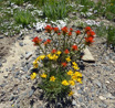 Woolly-Goldenweed-Stenotus-lanuginosus