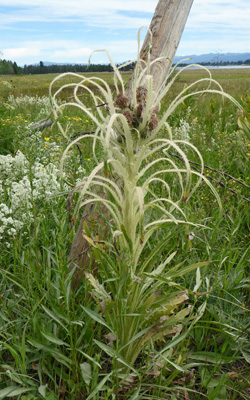 Elk Thistle (Cirsium foliosum)